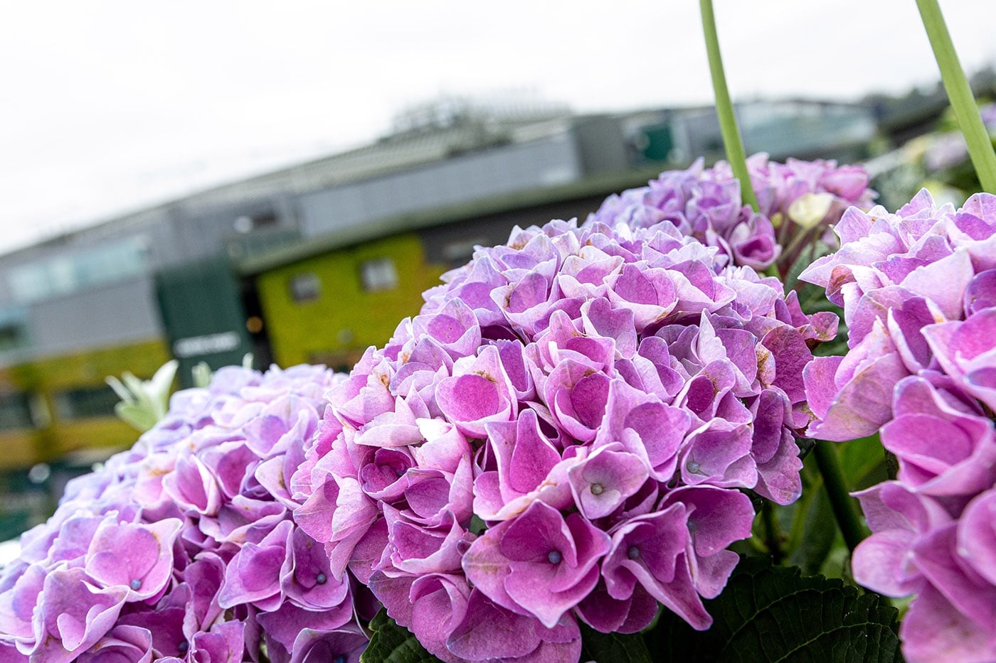 Wimbledon flowers around the Grounds - The Championships, Wimbledon ...