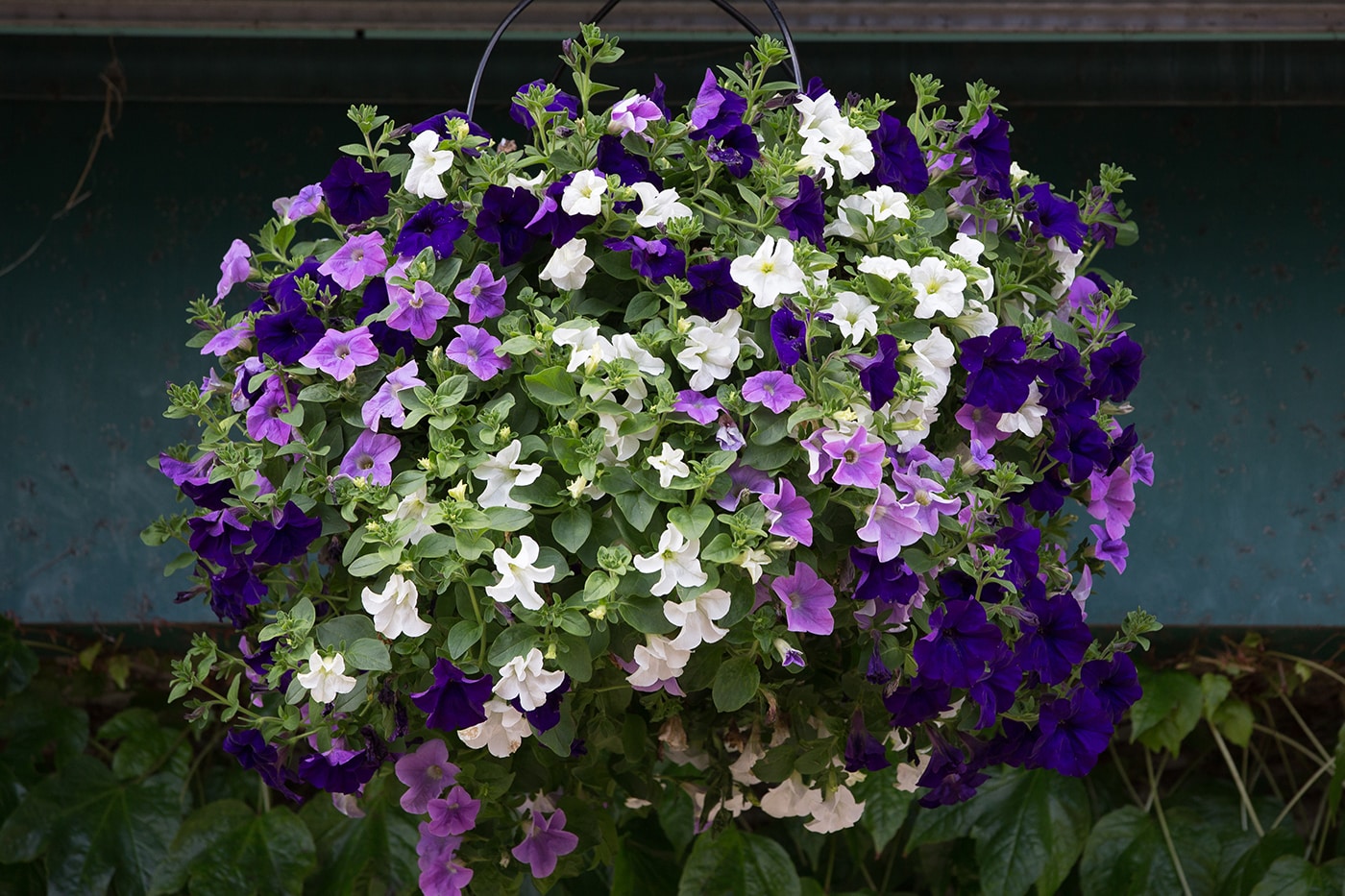 Wimbledon flowers around the Grounds - The Championships, Wimbledon ...